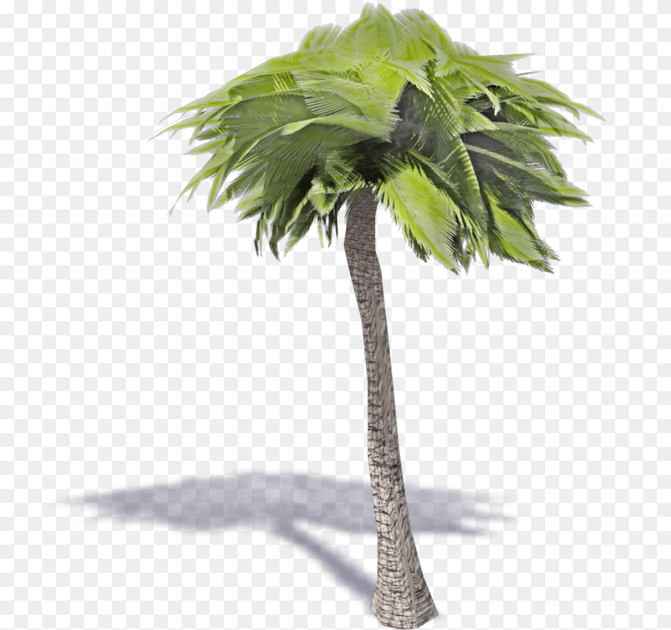 Desert Palm Borassus Flabellifer, Leaf, Palm Tree, Plant, Tree Free Transparent Png