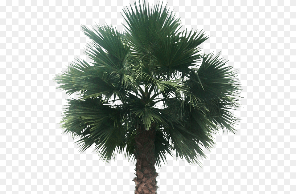 Desert Palm Tree, Palm Tree, Plant Free Transparent Png