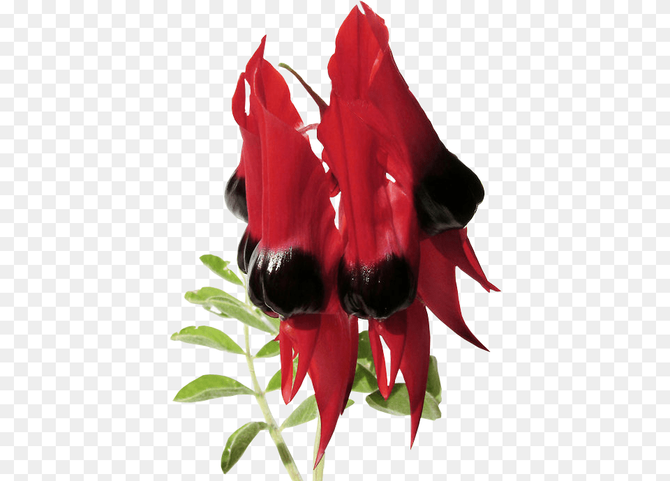 Desert Pea, Flower, Plant, Petal Png Image