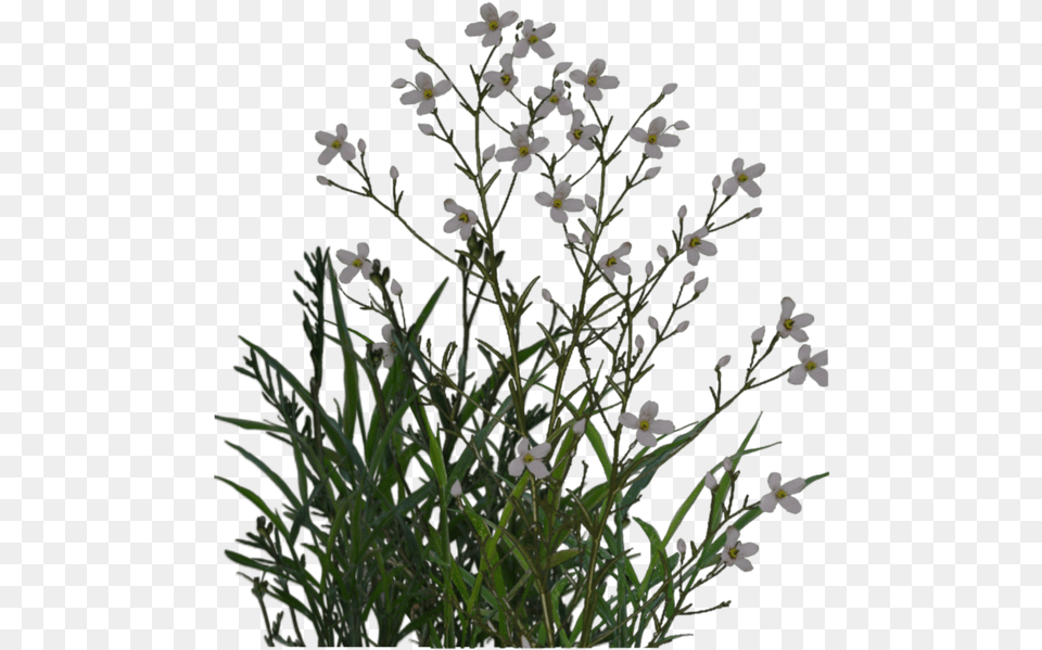 Desert Plant 4 Image Small Flowers Plant, Flower, Arenaria, Petal, Flower Arrangement Free Png Download