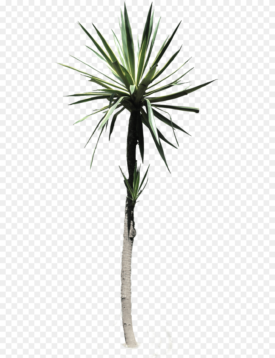 Desert Plant Black And White Stock Plants, Agavaceae, Tree Free Png