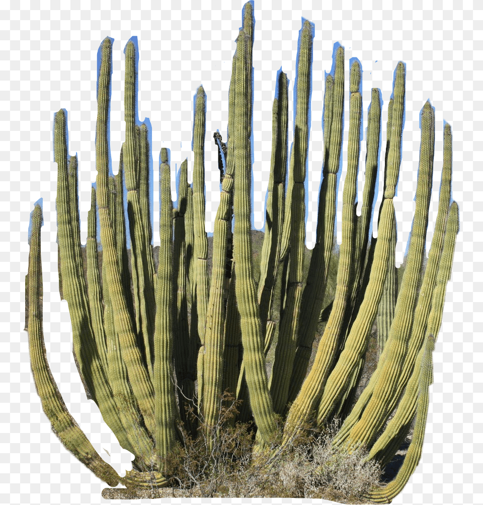 Desert Plant Cactus Freetoedit Hedgehog Cactus Png