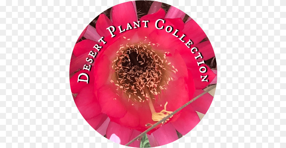 Desert Plant Collection Desert Plant Collection Nursery, Anther, Flower, Petal, Pollen Png