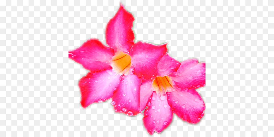 Desert Rose, Flower, Petal, Plant Free Transparent Png
