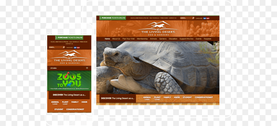 Desert Tortoise, Animal, Reptile, Sea Life, Turtle Png Image