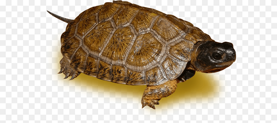 Desert Tortoise, Animal, Reptile, Sea Life, Turtle Free Transparent Png