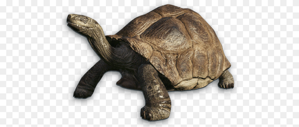 Desert Tortoise Banner Freeuse Stock Galapagos Giant Tortoise, Animal, Reptile, Sea Life, Turtle Free Png