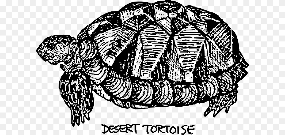 Desert Tortoise Tortuga De Desierto Dibujo, Gray Png Image