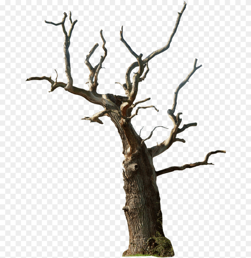 Desert Tree Dry Tree, Plant, Tree Trunk, Wood Png Image