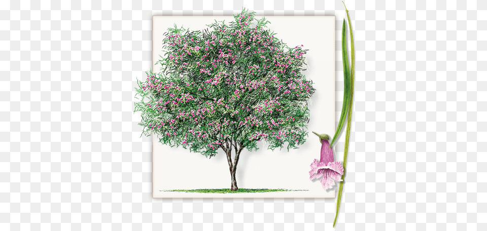 Desert Willow Tree, Flower, Herbal, Herbs, Plant Png Image