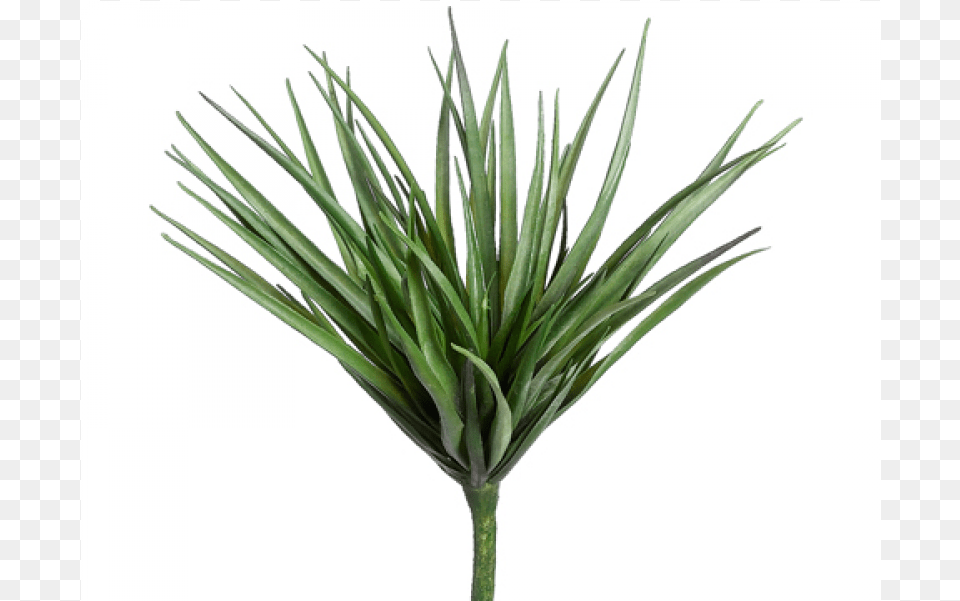 Desert Yucca Dark Green Silk Plants Direct Yucca Green Dark Pack, Plant, Agavaceae Png Image