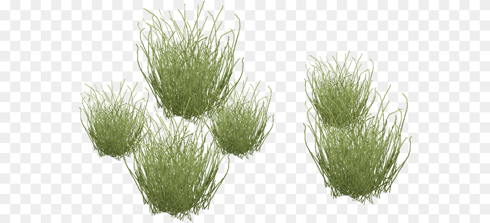 Desertgrass Desert Grass, Moss, Plant, Aquatic, Water Free Transparent Png