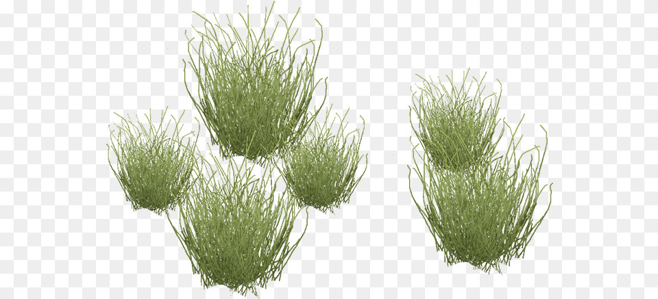 Desertgrass Desert Plants Clipart, Grass, Moss, Plant, Aquatic Png Image