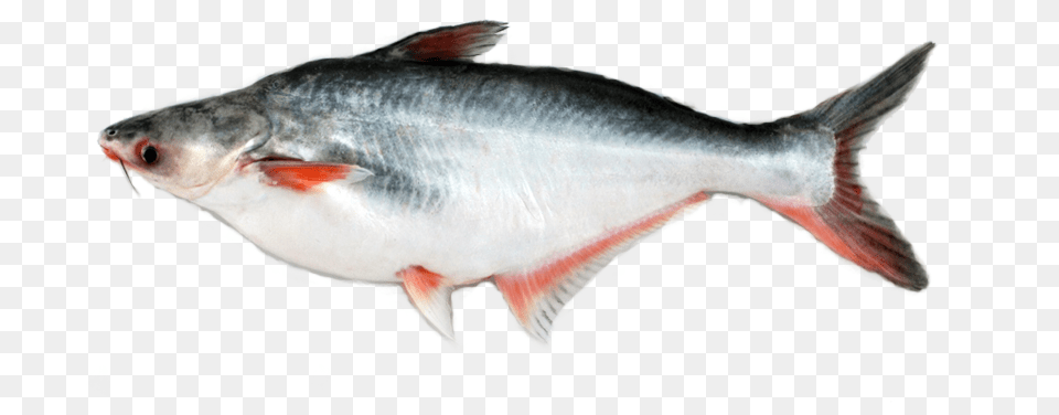 Deshi Pangas Pangas Fish In India, Animal, Food, Mullet Fish, Sea Life Free Transparent Png