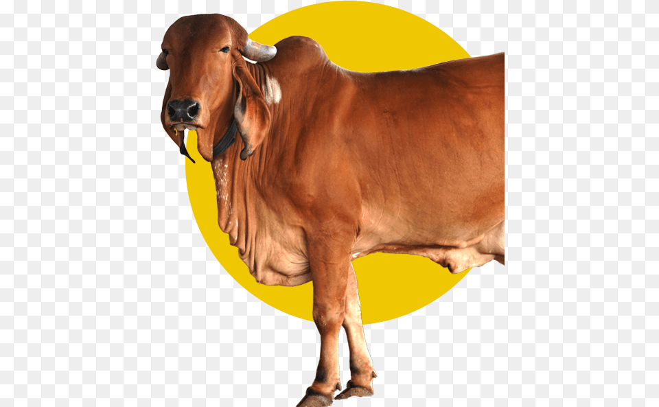 Desi Cow A2 Milk Ghee Dairy Farm In Pune, Animal, Bull, Cattle, Livestock Free Png Download