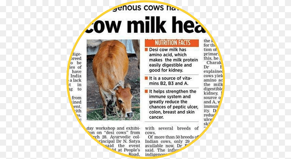 Desi Cow Milk Vs Jersey Milk A2 Vs A1 Gir Cow Milk Capacity, Animal, Cattle, Livestock, Mammal Png