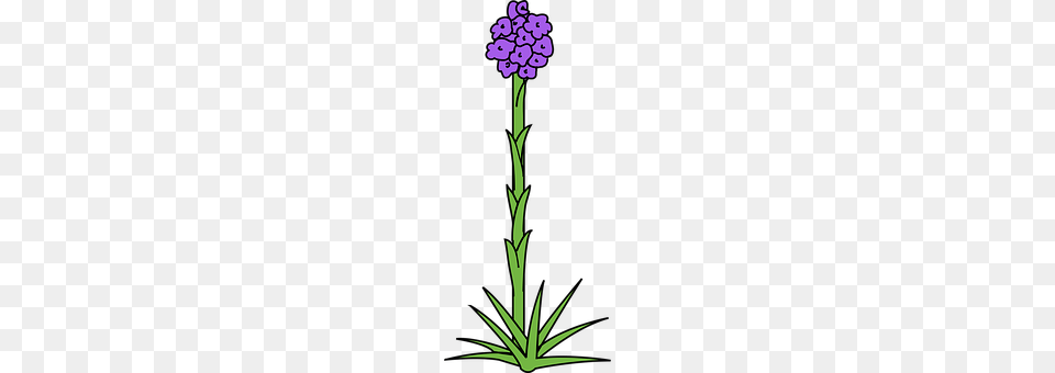 Design Flower, Plant, Carnation, Cross Free Png