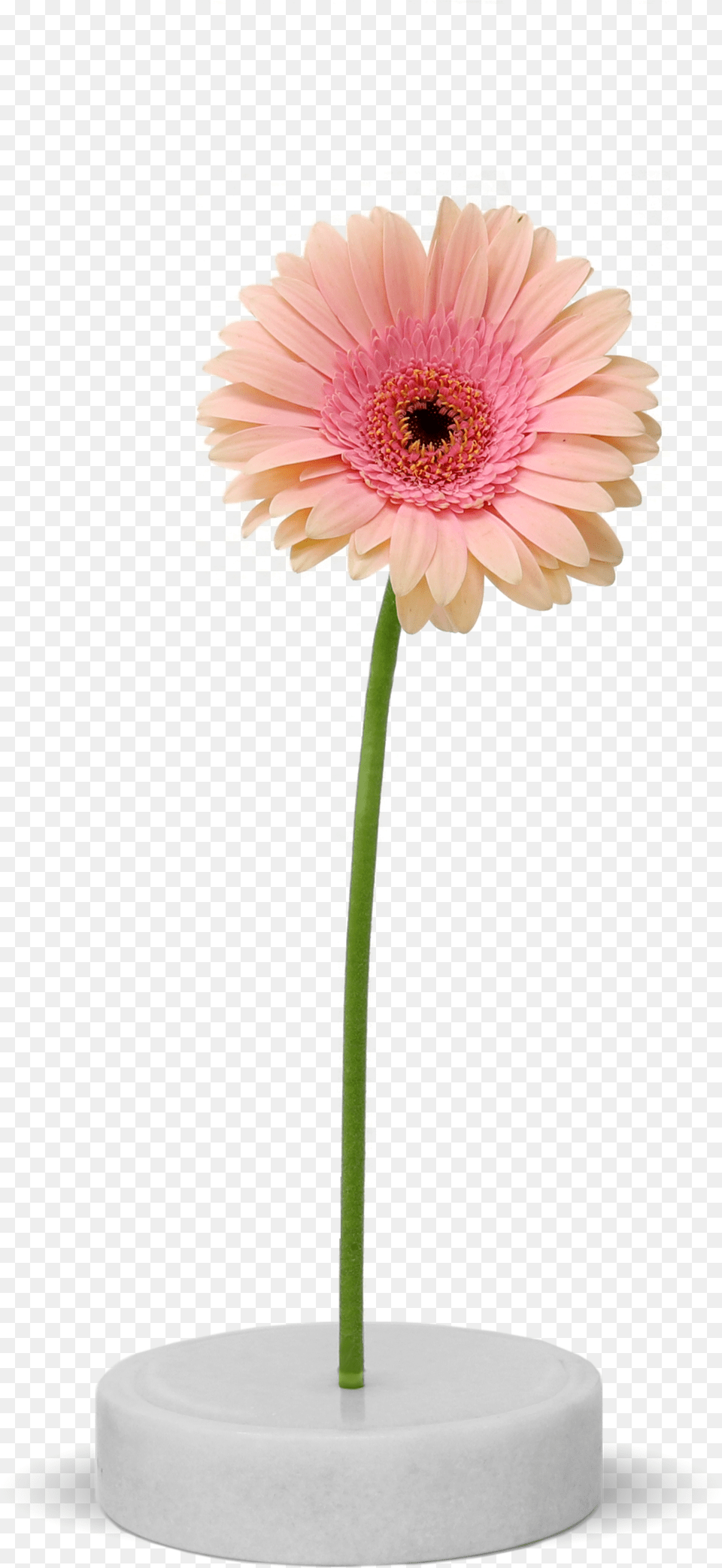 Design, Daisy, Flower, Flower Arrangement, Plant Free Transparent Png
