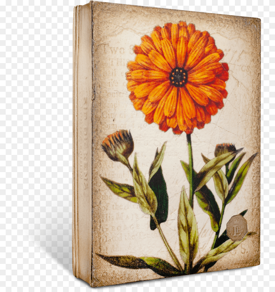 Design, Book, Publication, Flower, Plant Free Transparent Png