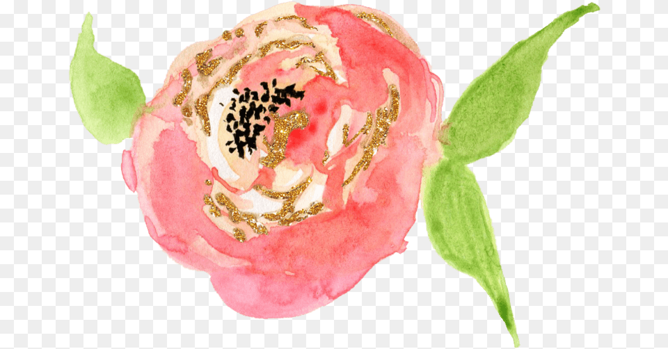 Design, Flower, Petal, Plant, Rose Free Transparent Png