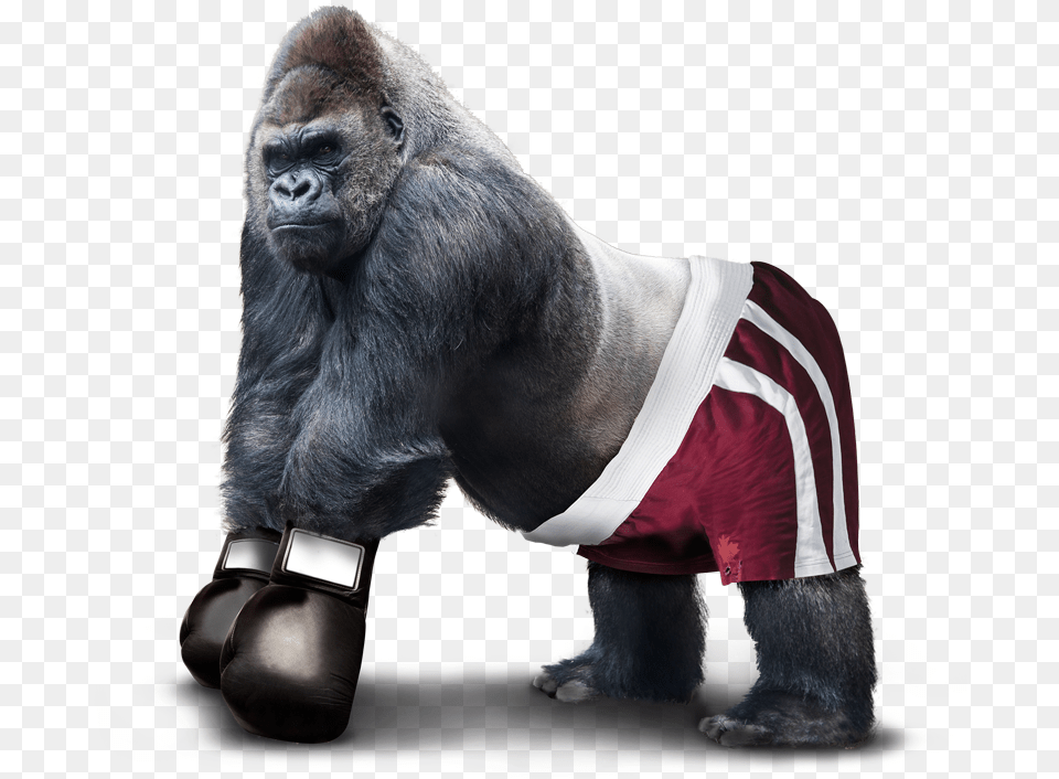 Design Agency Birmingham Gorilla Boxer Gorilla Canvas 20x20 Cm, Animal, Ape, Mammal, Monkey Png Image