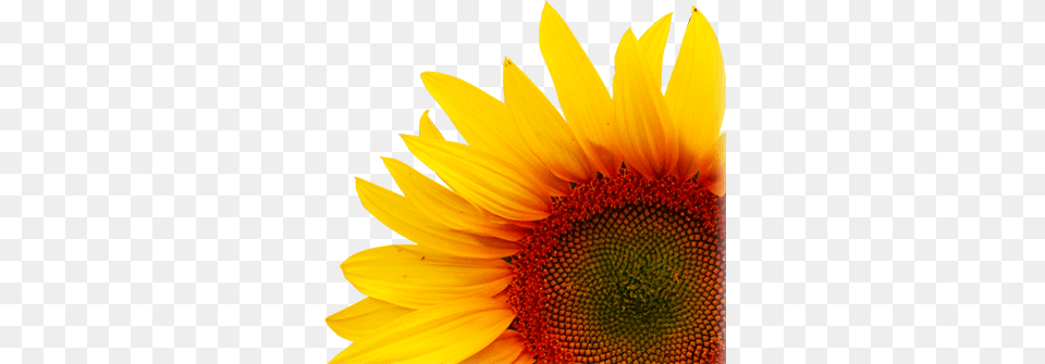 Design And Nature Iv Comparing Design In Nature With, Flower, Plant, Sunflower Free Png