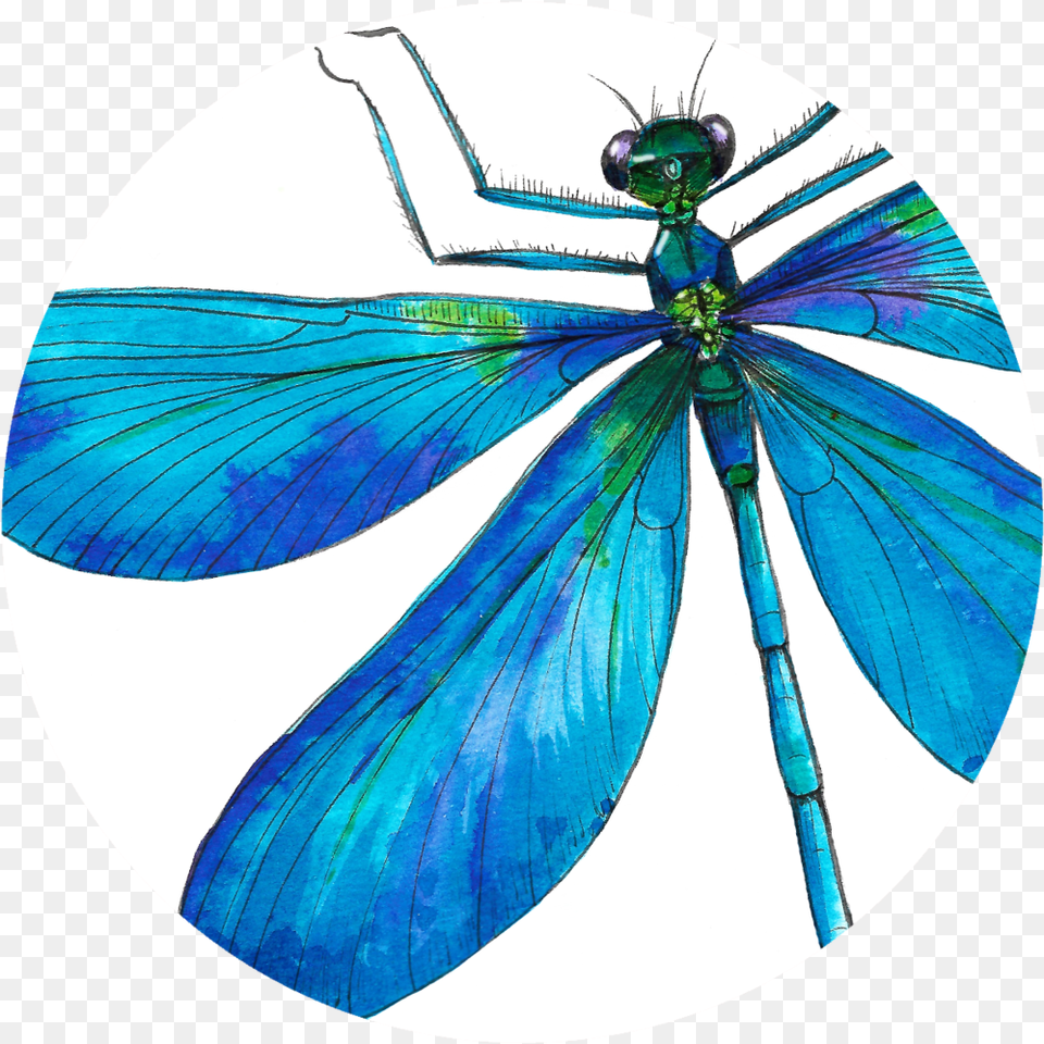 Design By Delphine Jones Insects, Animal, Insect, Invertebrate, Dragonfly Free Png