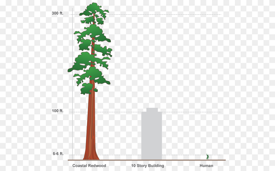 Design Interactive Infographics In Adobe Edge Animate Sitepoint, Plant, Tree, Vegetation Png Image