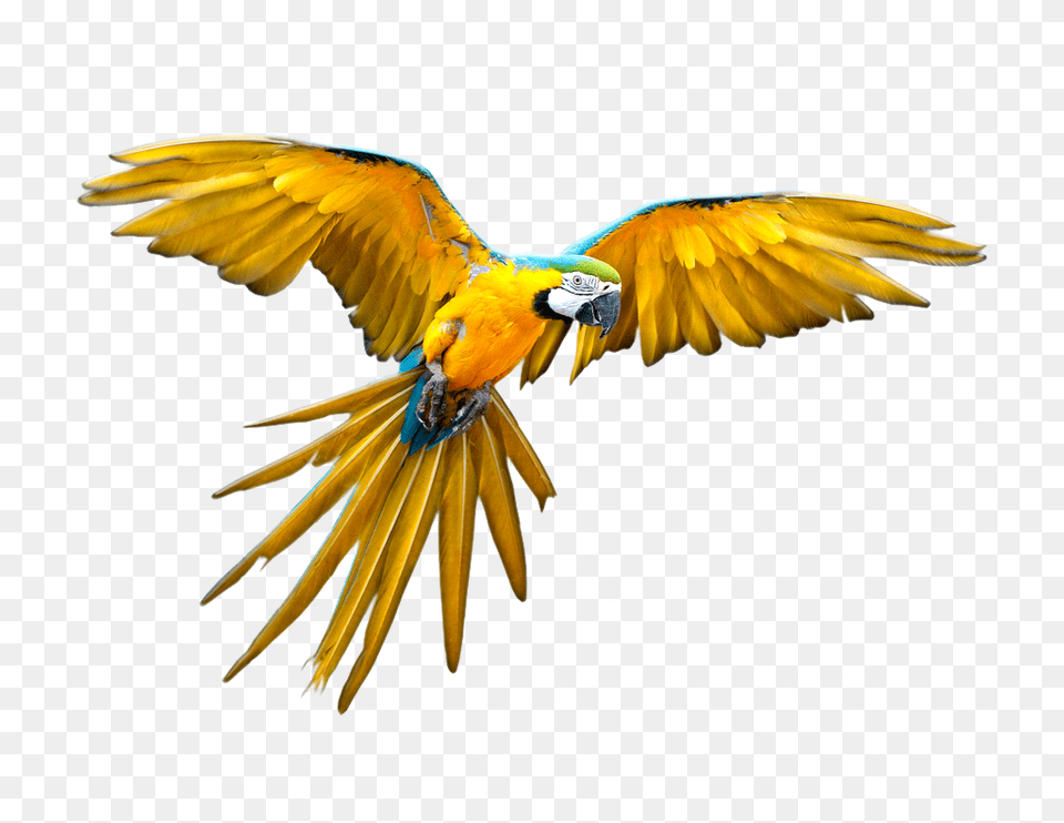 Design Refs For Rohail In Animals, Animal, Bird, Macaw, Parrot Free Transparent Png