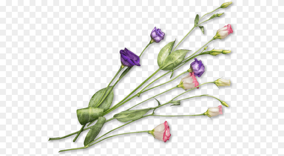 Designdough Forbesfield Flowers Field Flower, Acanthaceae, Flower Arrangement, Petal, Plant Free Transparent Png