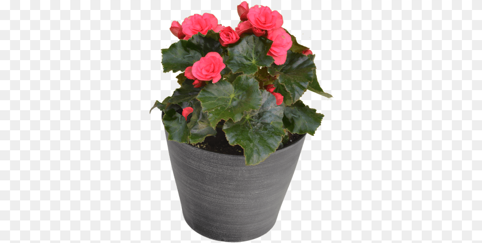 Designer Begonia Flowerpot, Flower, Flower Arrangement, Geranium, Plant Free Png Download