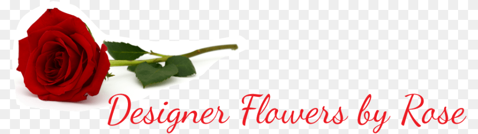 Designer Flowers By Rose Garden Roses, Flower, Plant Free Transparent Png