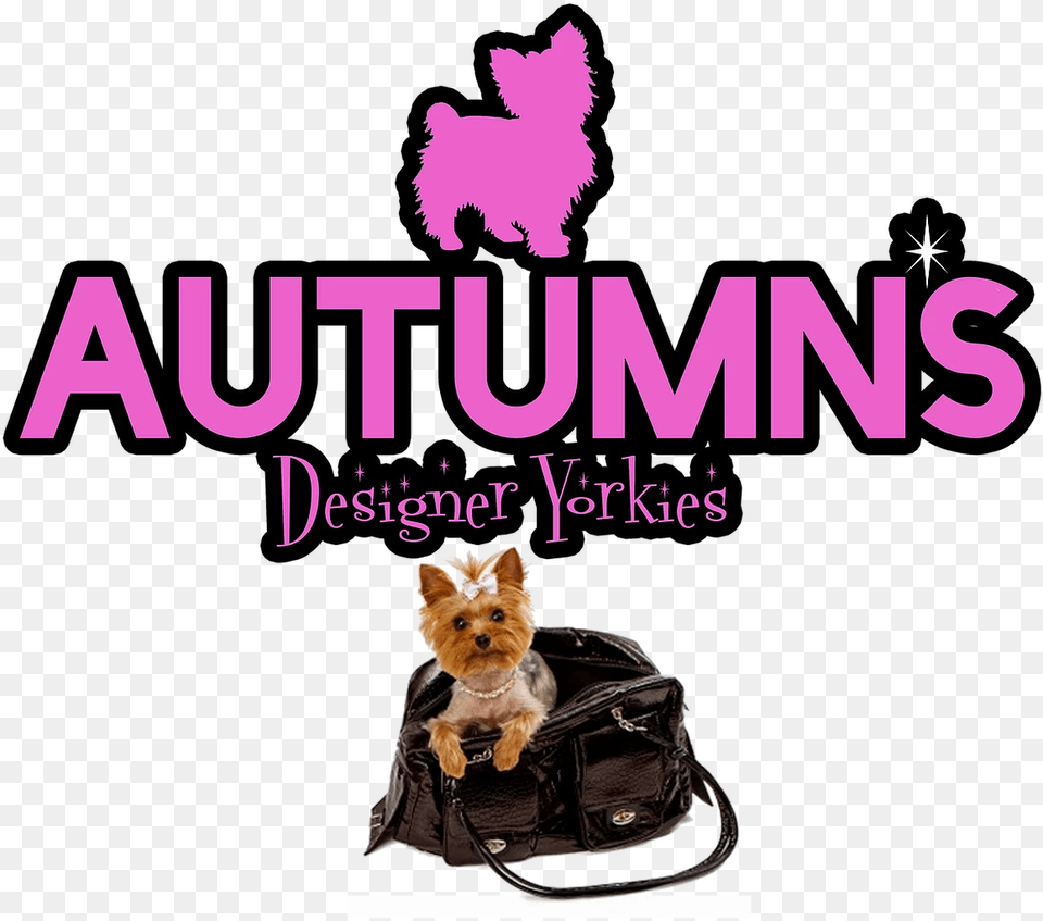 Designer Yorkies Dog Supply, Accessories, Handbag, Bag, Coat Free Png Download