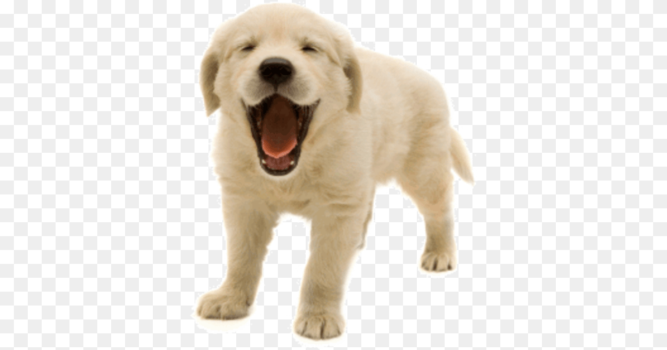 Designs Dog Picture Of Dog, Animal, Canine, Mammal, Pet Free Transparent Png