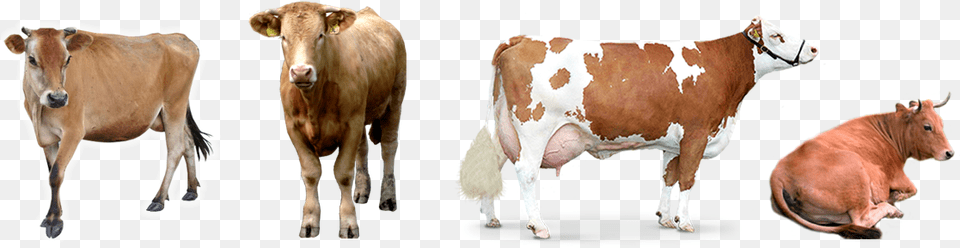 Desinfectante Para Ganado Imagenes De Vacas, Animal, Cattle, Cow, Dairy Cow Free Transparent Png