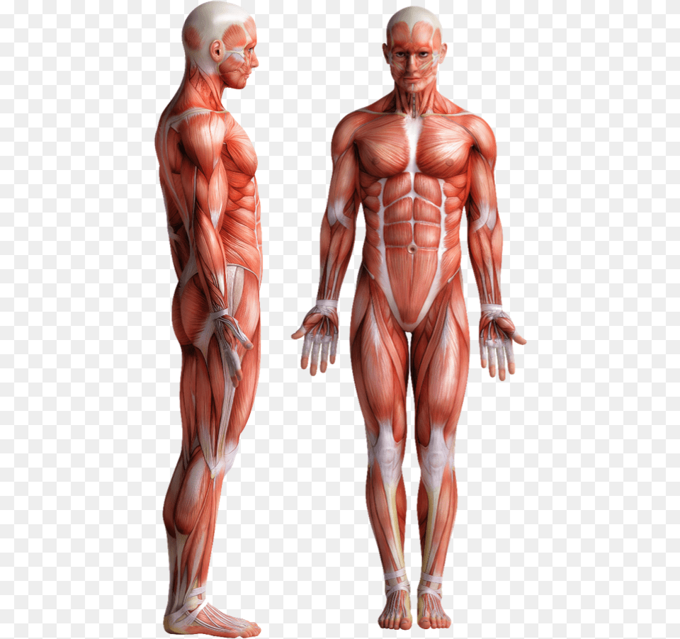 Desk 1024x571 Inner Thighs Exercise Home Machines, Body Part, Person, Torso, Adult Png