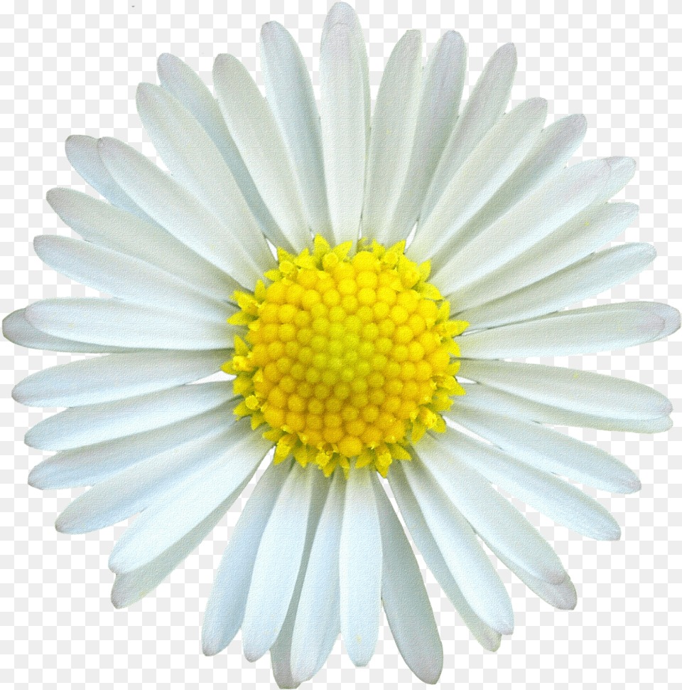 Desk Background Mv White And Yellow Daisy, Flower, Plant, Petal Png