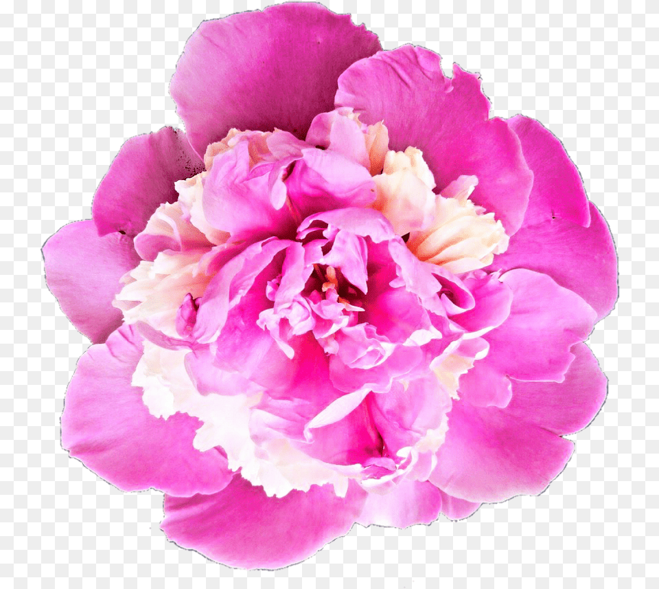 Desktop Aljanh Bhavpurna Shraddhanjali Flower, Carnation, Plant, Rose, Petal Free Png