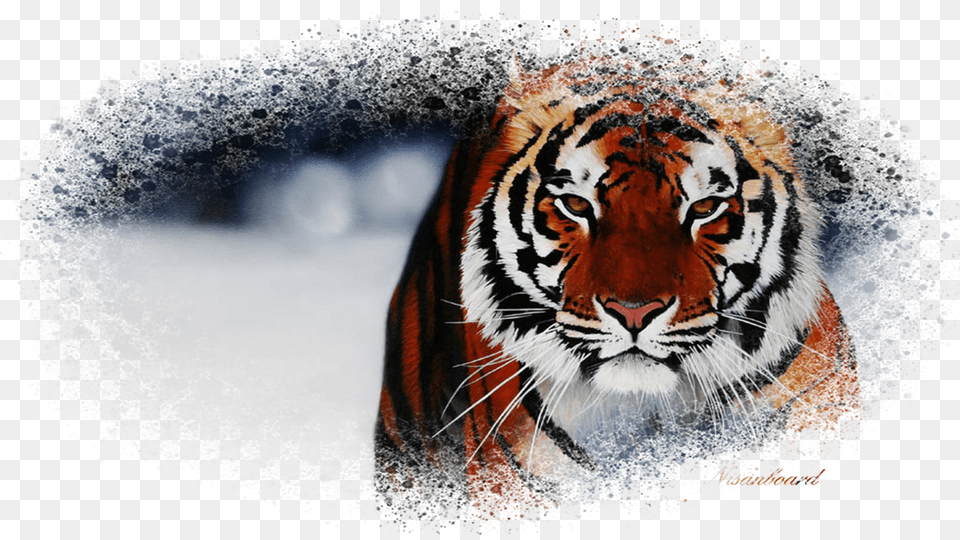 Desktop Backgrounds Of Animals, Animal, Mammal, Tiger, Wildlife Png Image