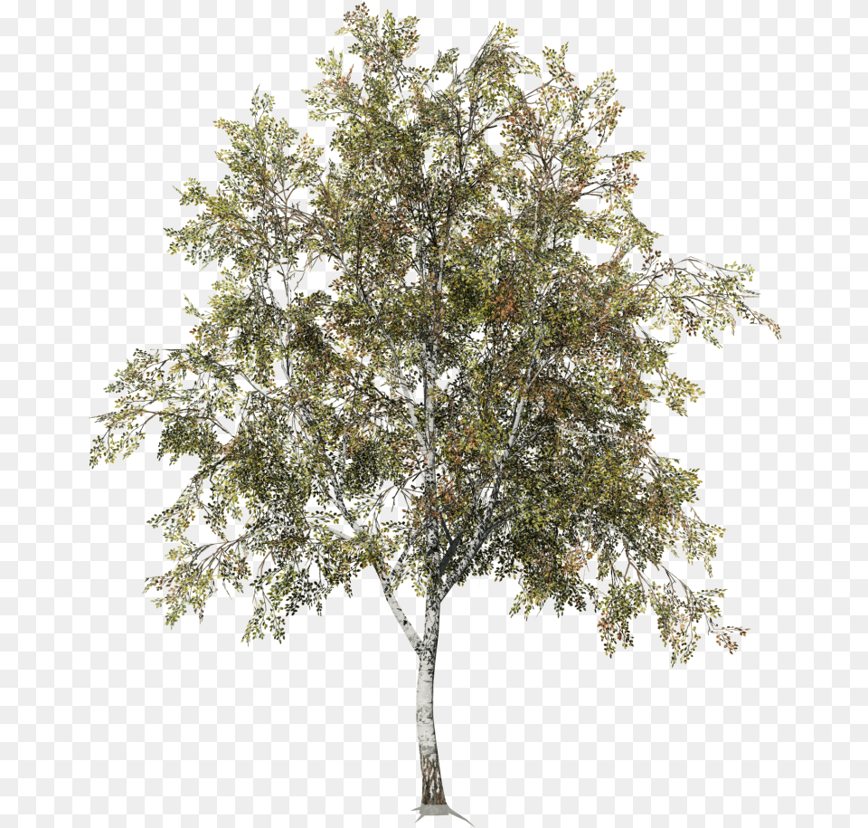 Desktop Field Birch Tree, Oak, Plant, Sycamore, Tree Trunk Free Transparent Png