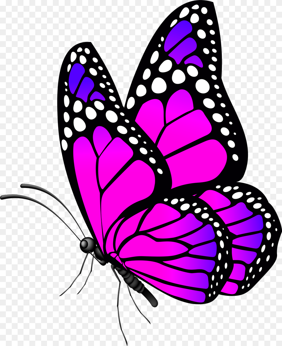 Desktop Wallpaper Butterflies Flowers Butterfly, Purple, Animal, Insect, Invertebrate Free Png Download