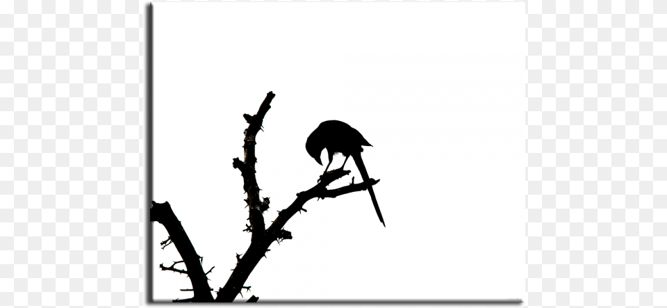 Desktop Wallpaper Image Quran Silhouette Mockingbird, Animal, Bird, Blackbird Free Transparent Png