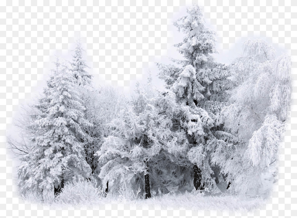 Desktop Wallpaper Snow Winter Drawing Snow Deposition Phase Change, Plant, Tree, Ice, Fir Free Png