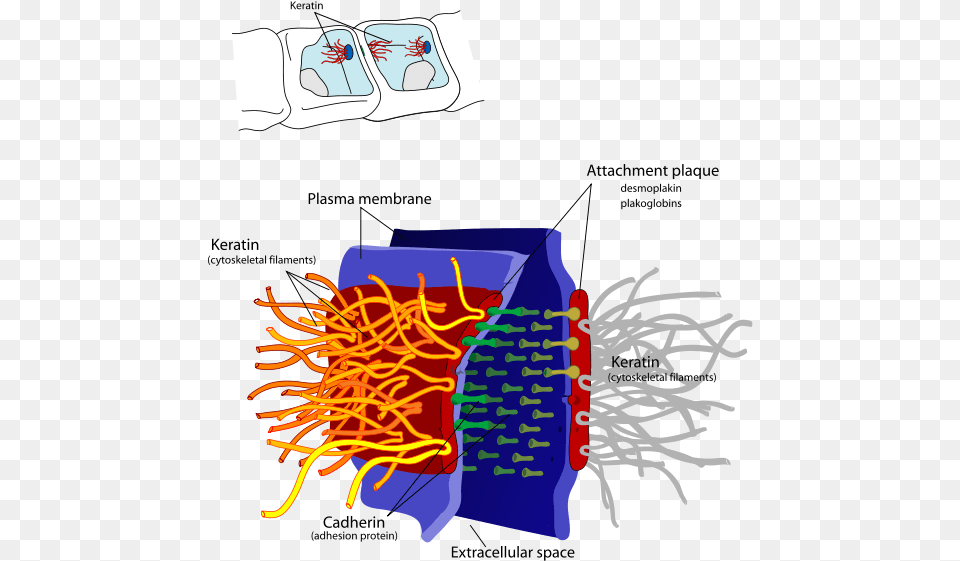 Desmosome Cell Junction En Intermediate Filament Function, Dynamite, Weapon, Face, Head Free Png Download