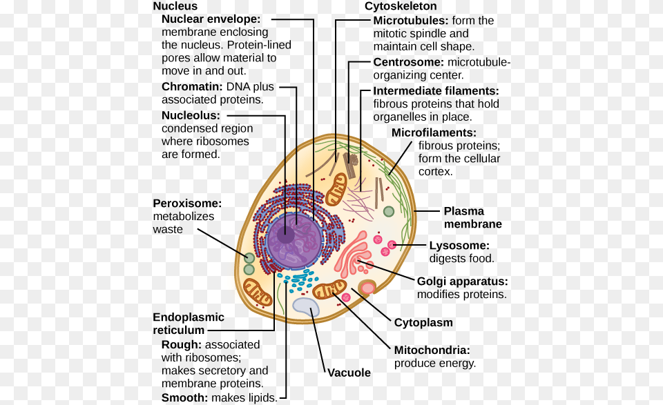 Despite Their Fundamental Similarities There Are Some Animal Cell Structure, Musical Instrument, Guitar Free Png