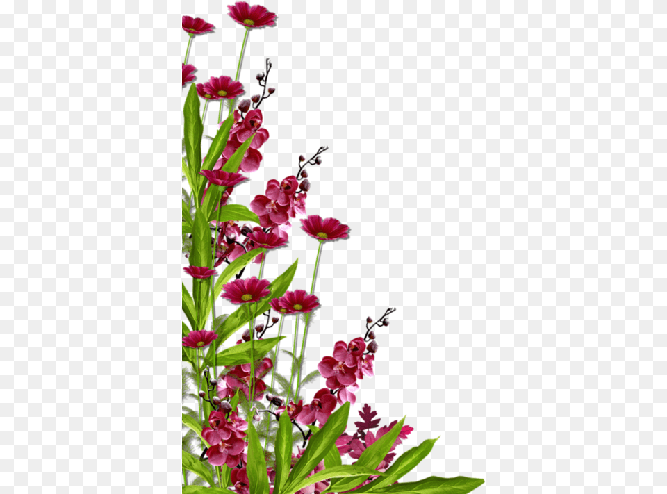 Dessin Bordure De Fleurs, Flower, Geranium, Petal, Plant Free Png