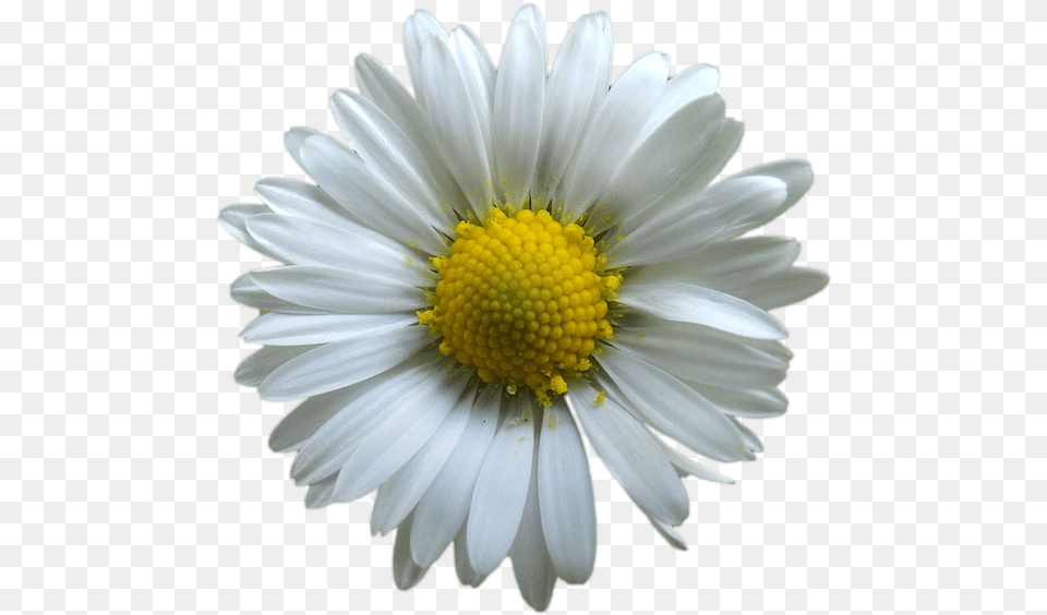 Dessin Fleur Blanche, Daisy, Flower, Plant, Petal Png Image