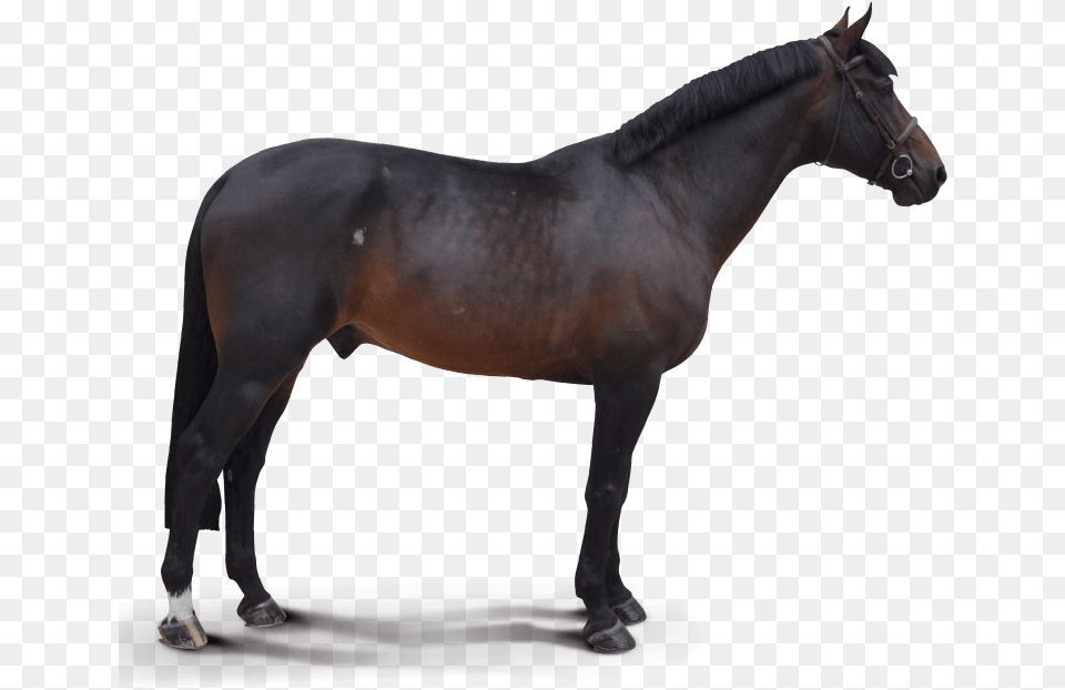 Destello Horse, Andalusian Horse, Animal, Mammal, Stallion Free Png Download