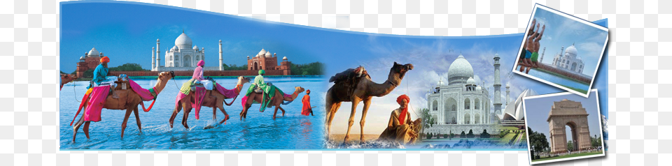 Destination Marketing By Steven Pike, Person, Animal, Camel, Mammal Free Png Download