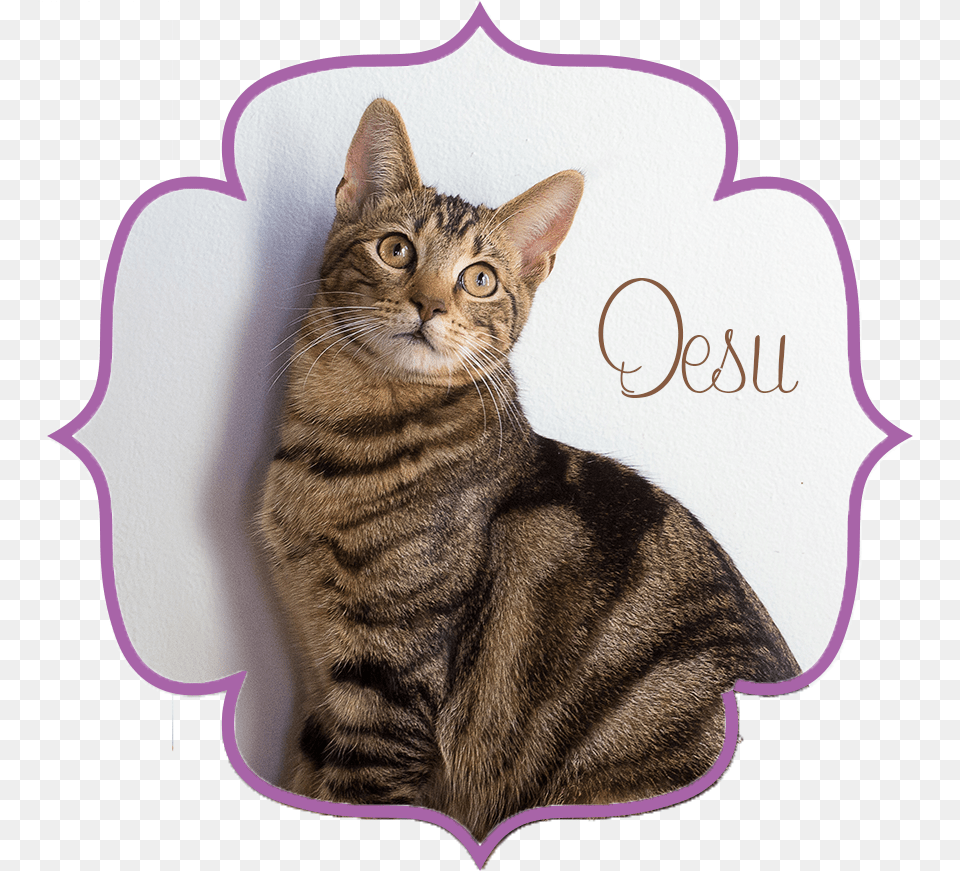 Desu Front Domestic Short Haired Cat, Abyssinian, Animal, Mammal, Pet Png